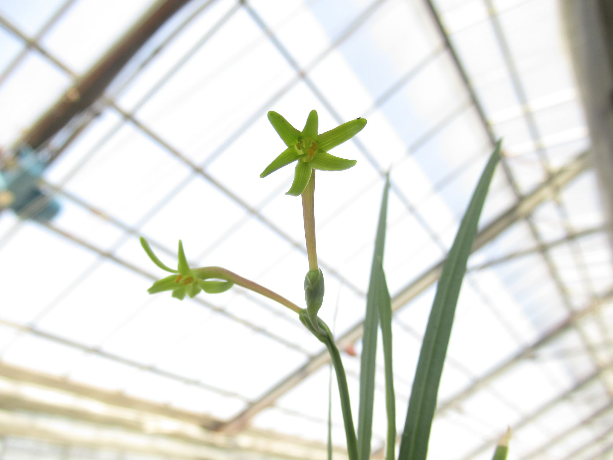 フリージア・ヴィリディスの花です。