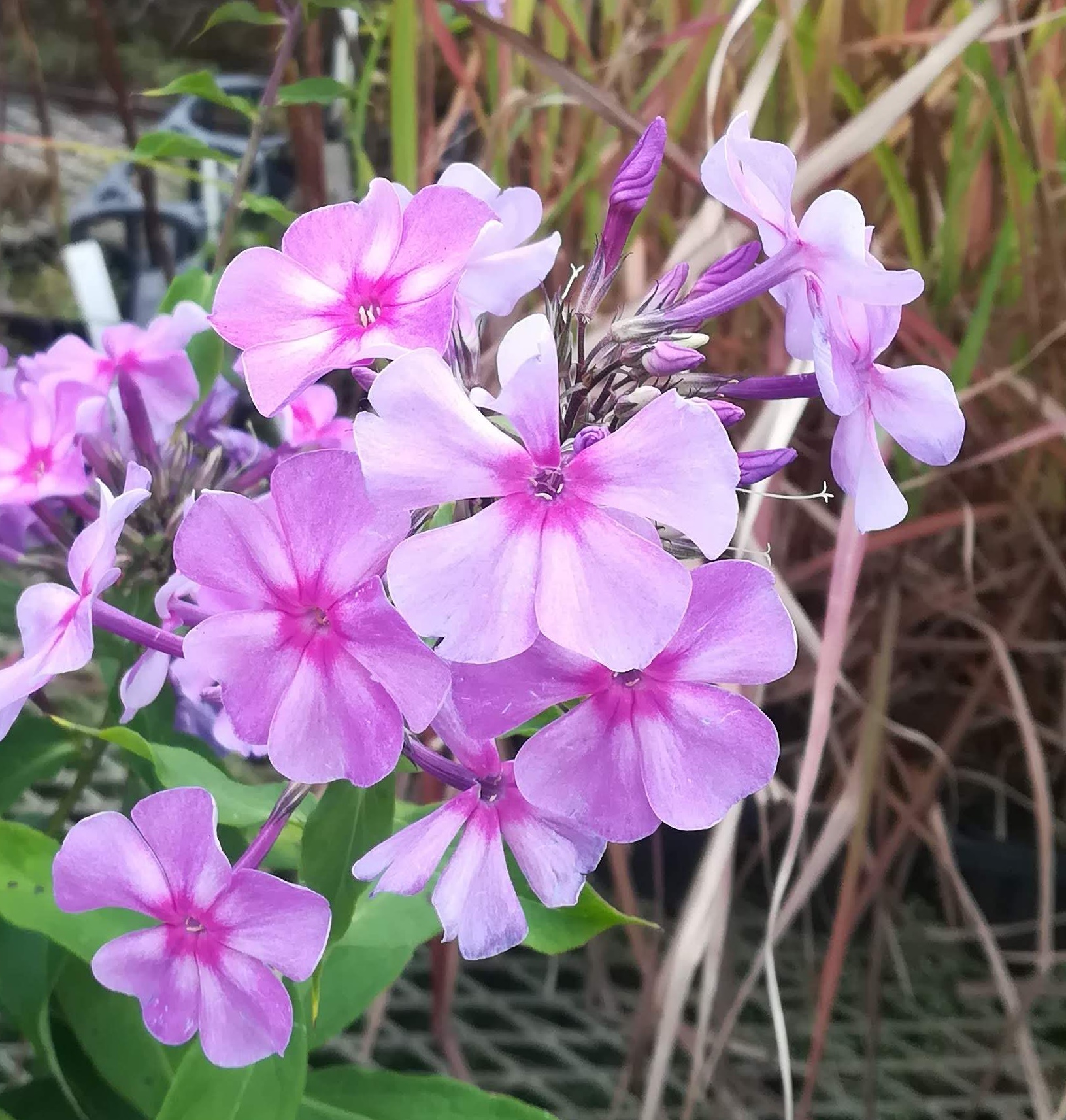 phlox010