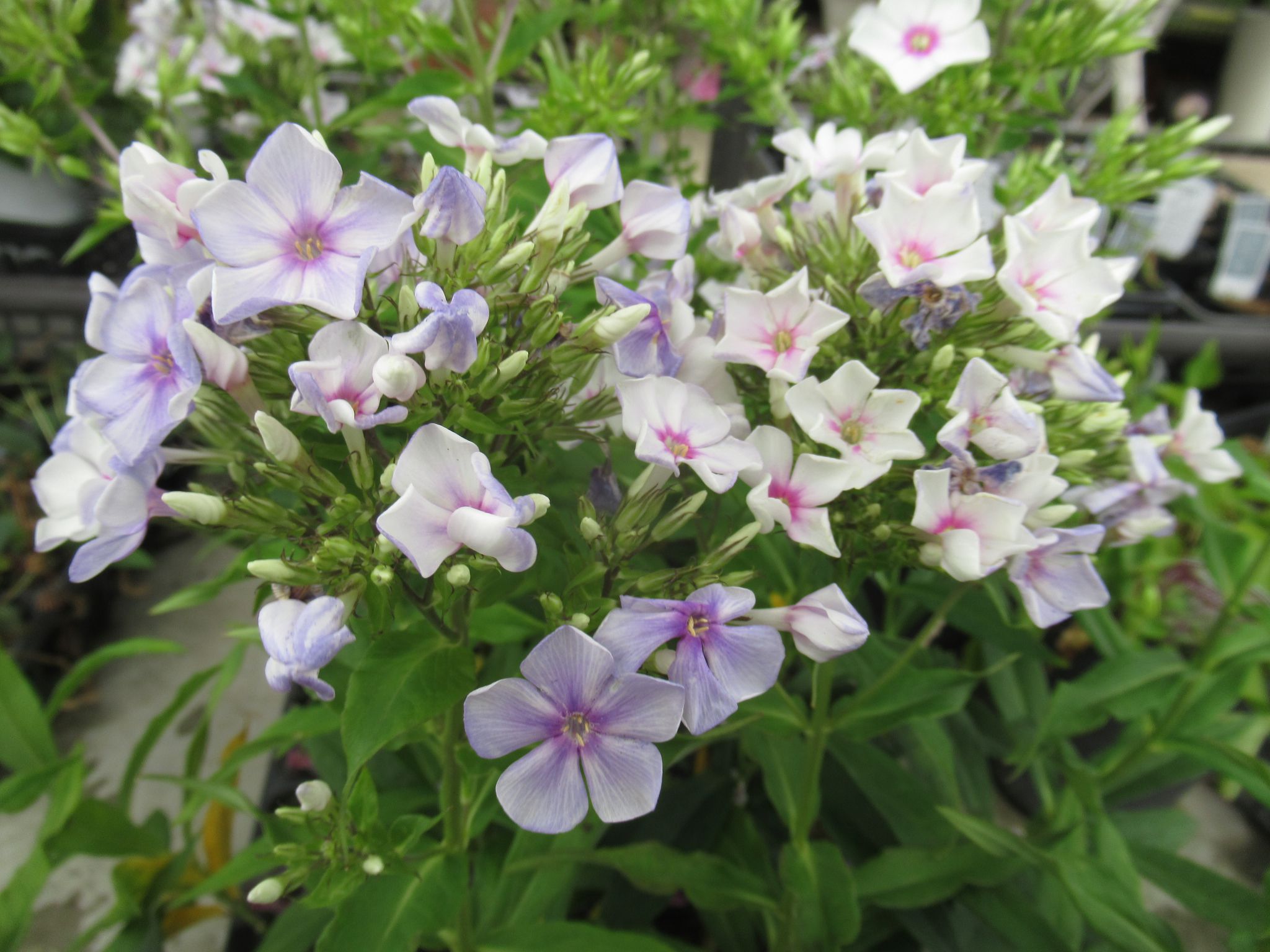 phlox010