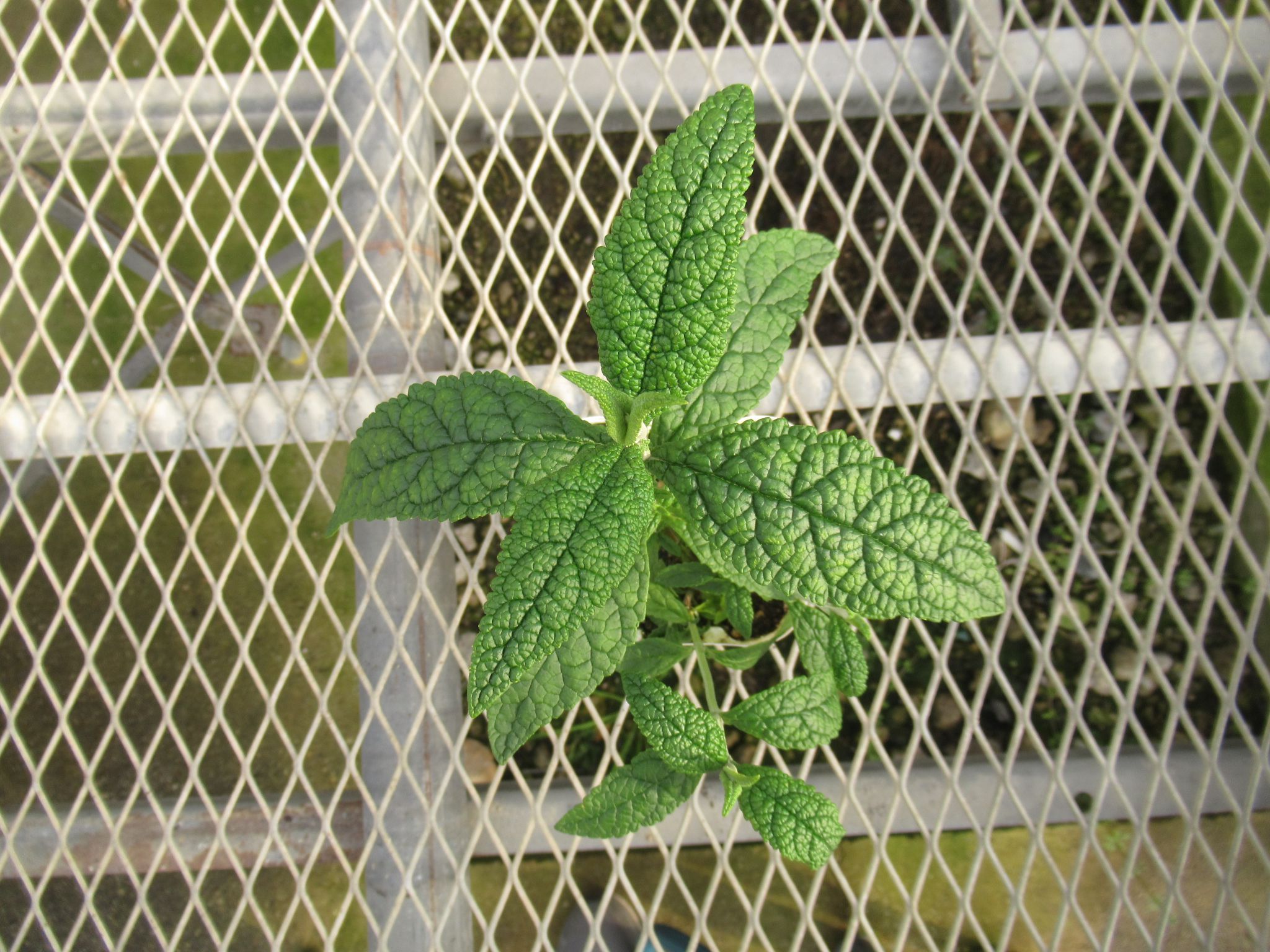 buddleja001