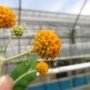buddleja001
