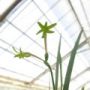 freesia001