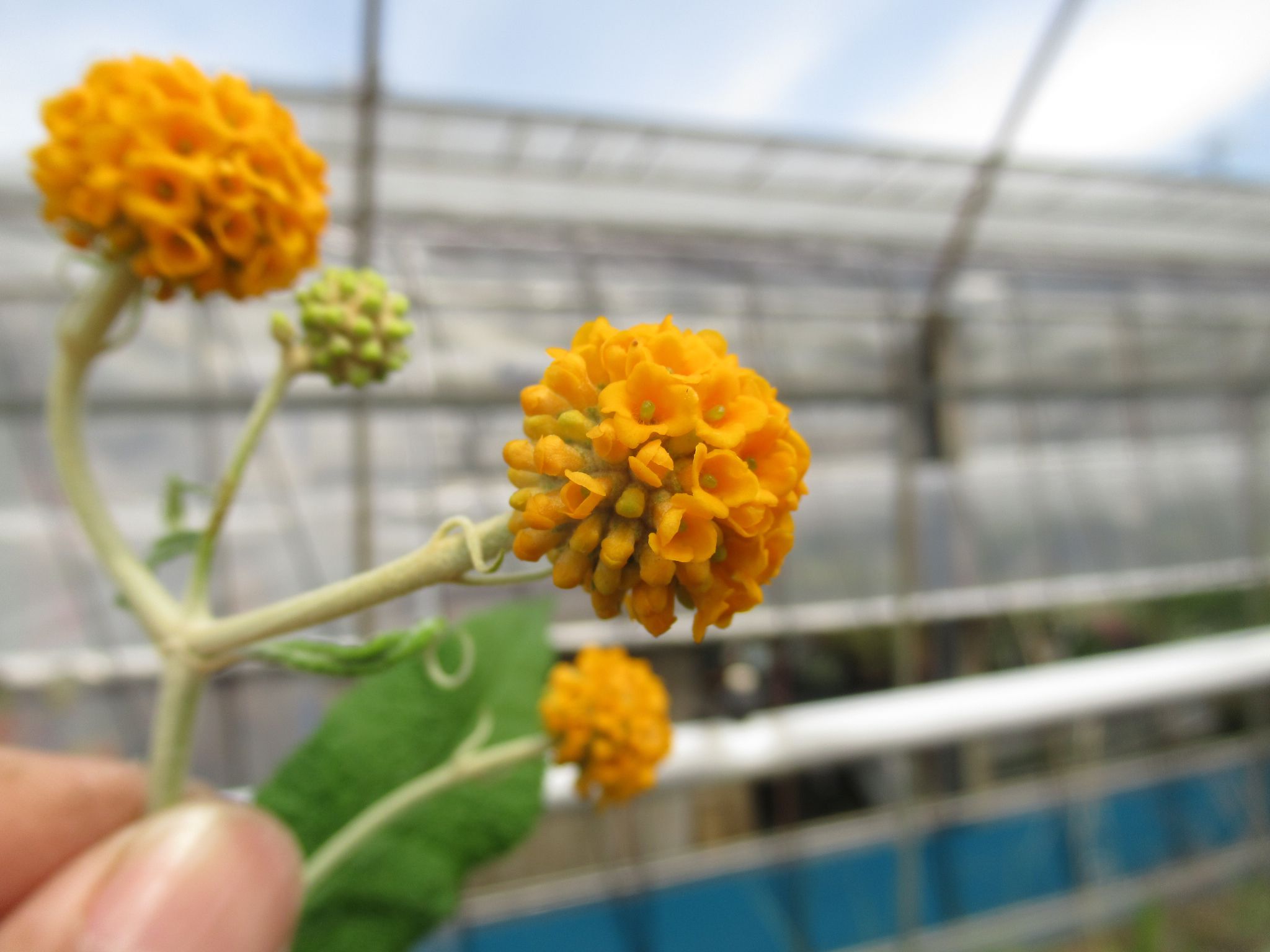 buddleja001