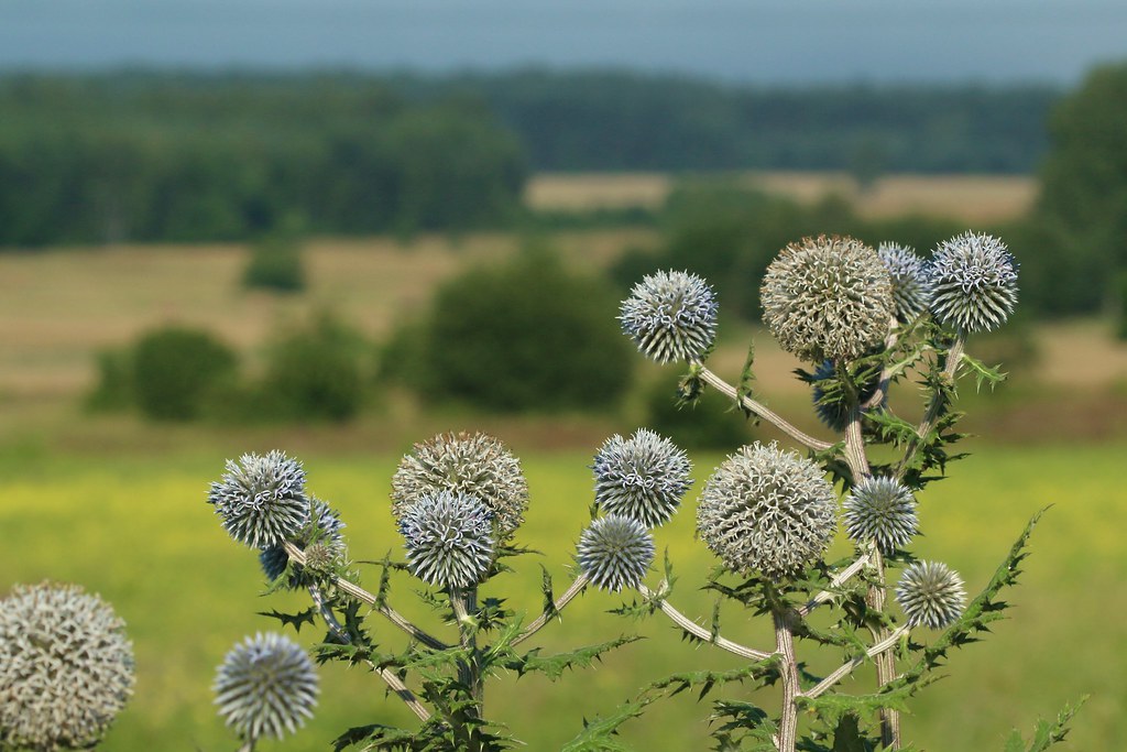 echinops001