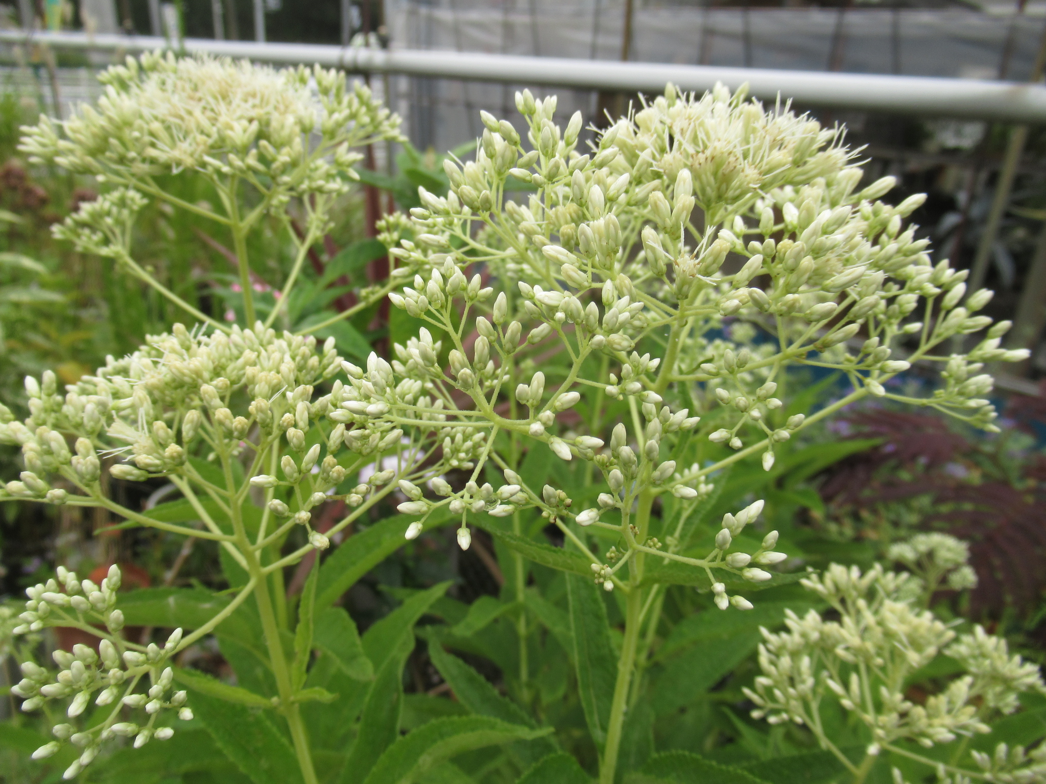 eupatorium001