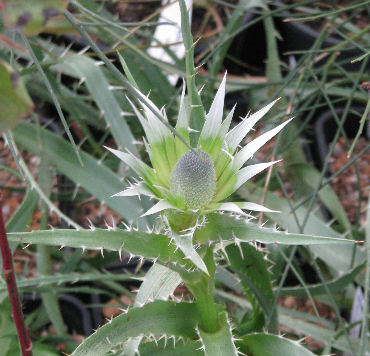 erymgium005