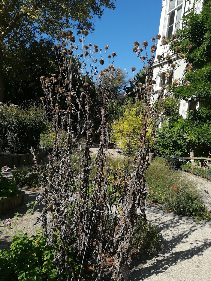 echinops001