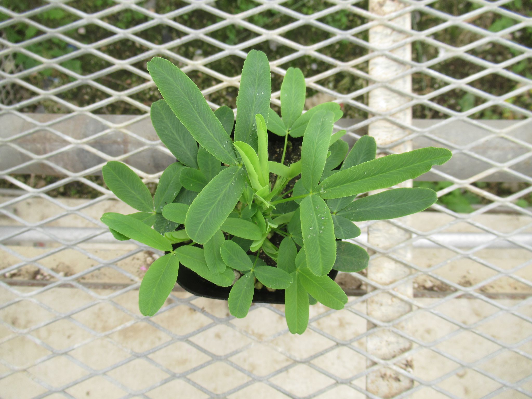 trifolium001
