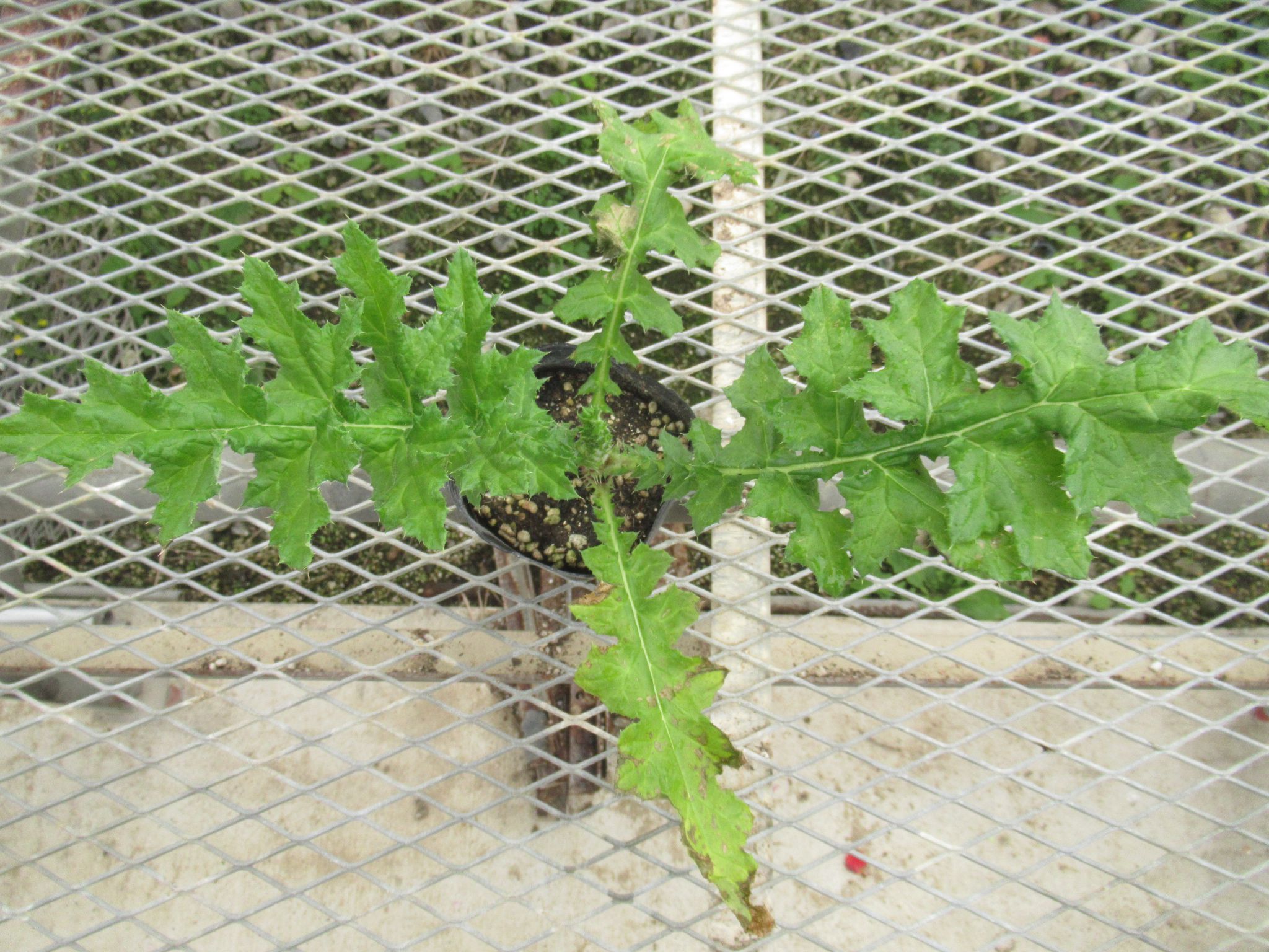 echinops001