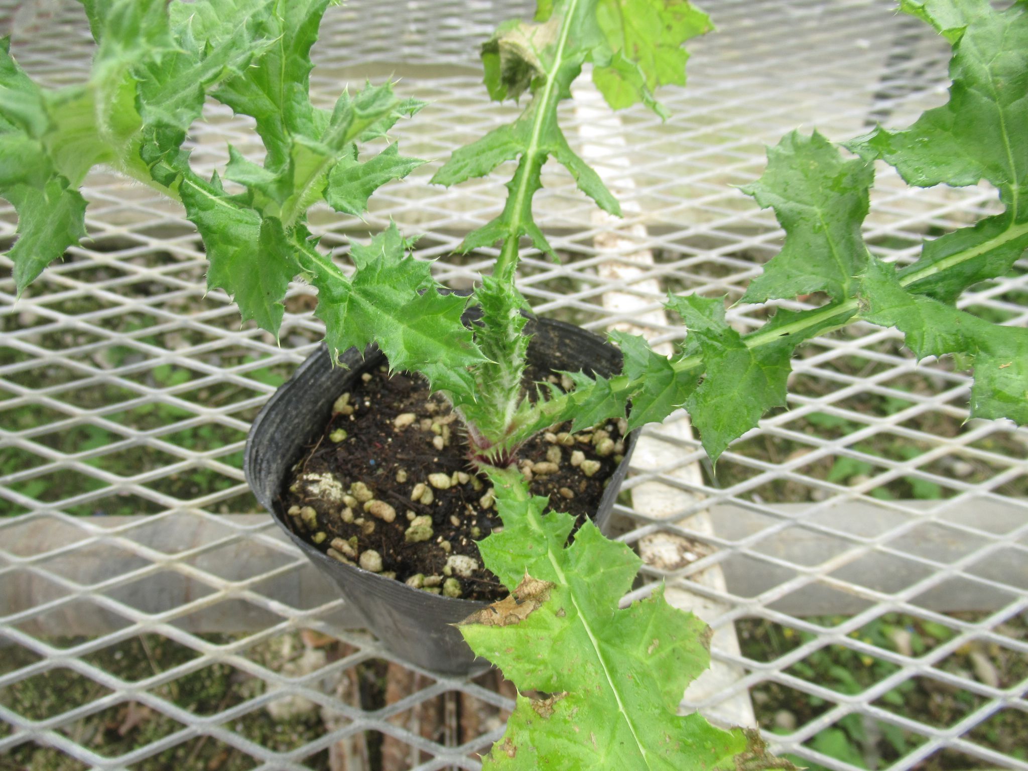 echinops001