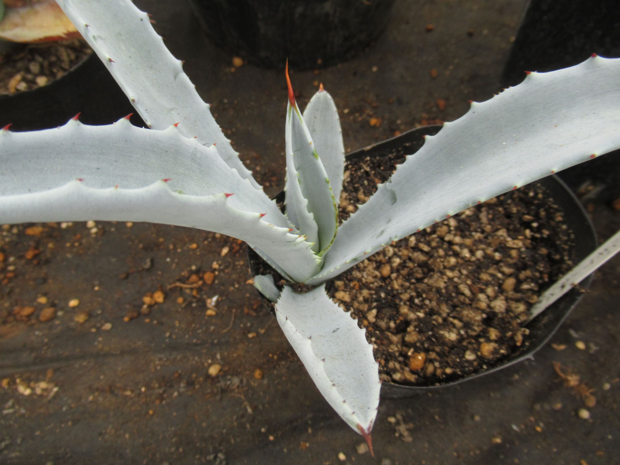 agave009