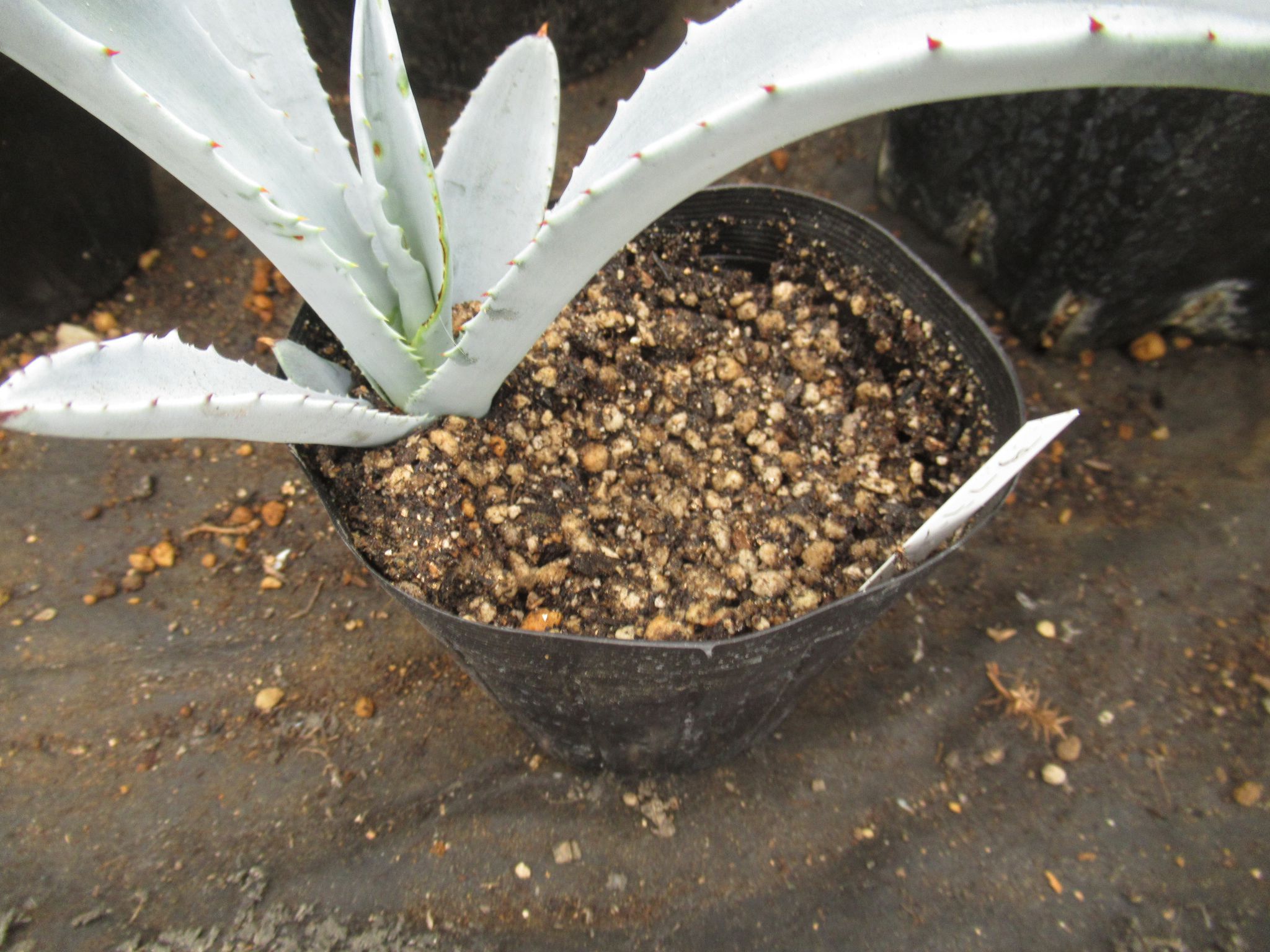 agave009