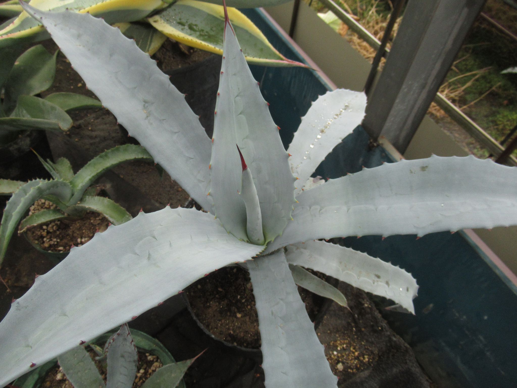 agave009