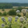 echinops001