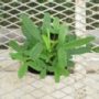 trifolium001