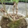 pelargonium004