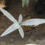 agave009