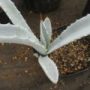 agave009