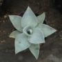 agave008