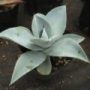 agave008