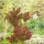 Phlox005