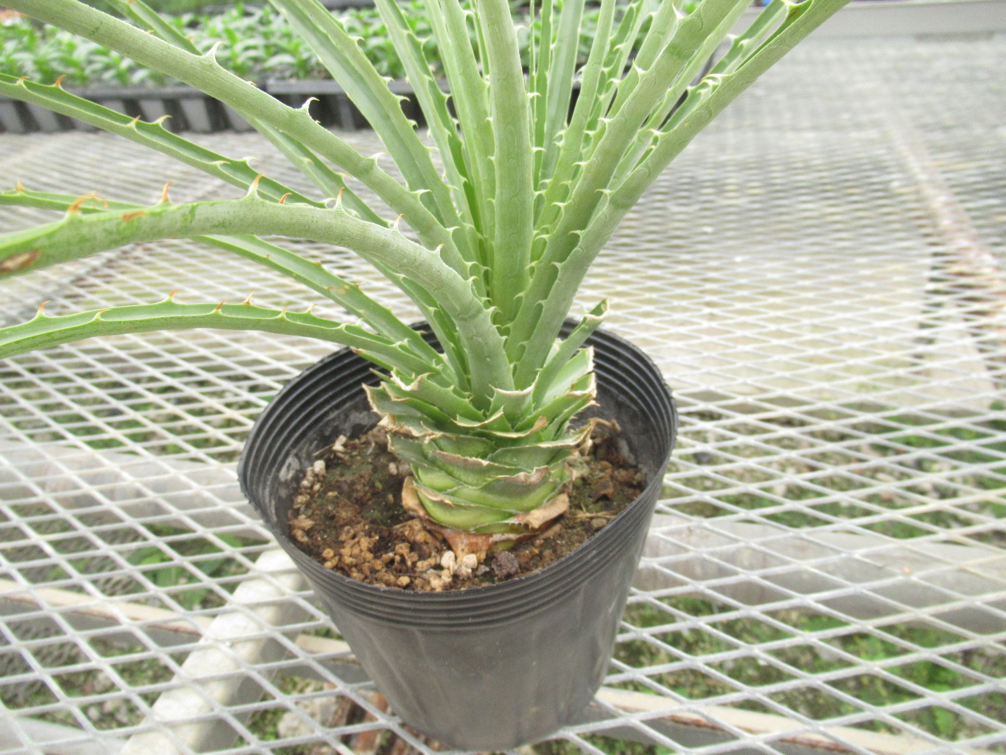puya001