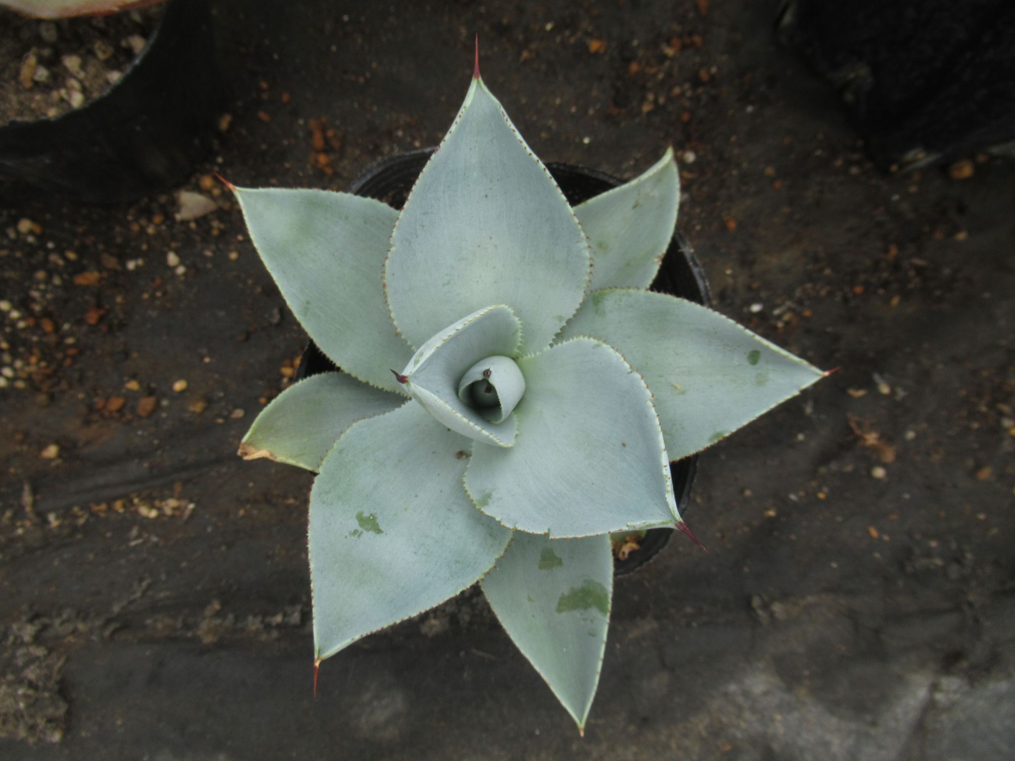 agave008