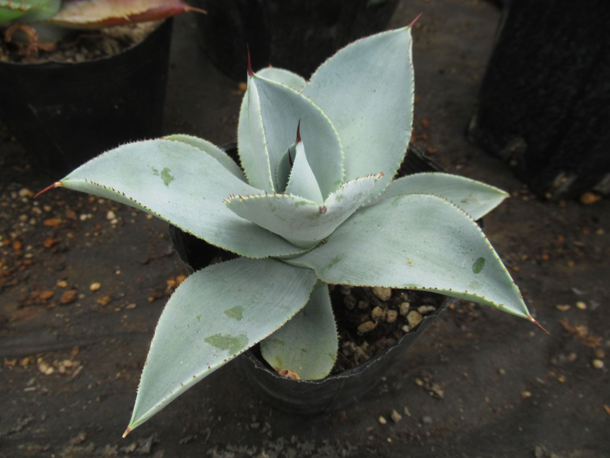 agave008
