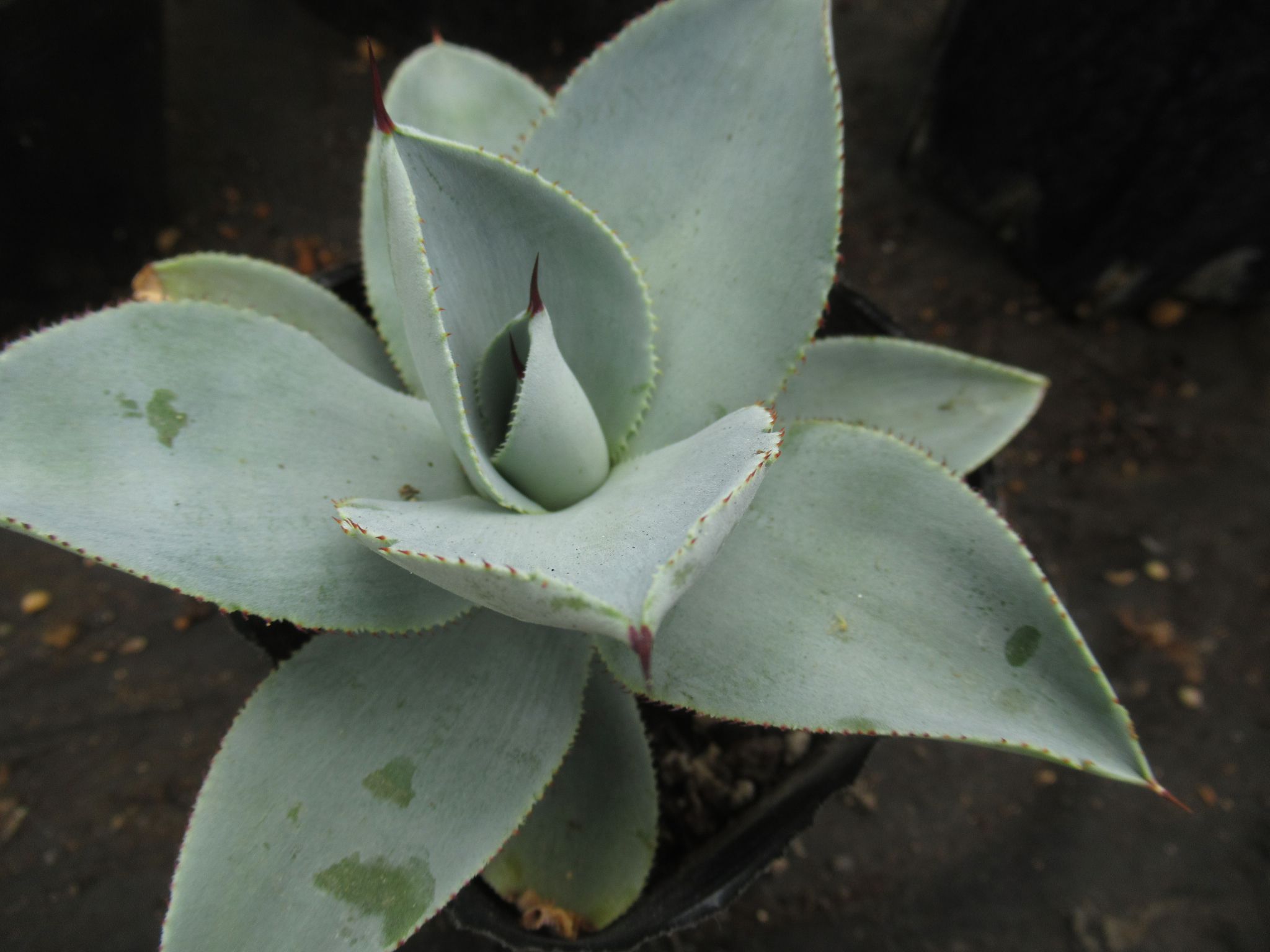 agave008