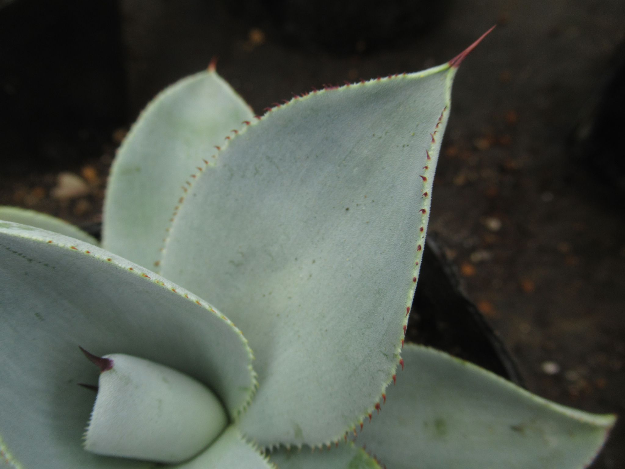 agave008