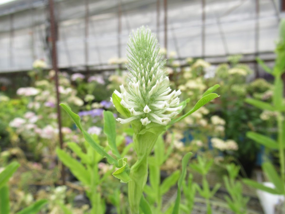 trifolium001