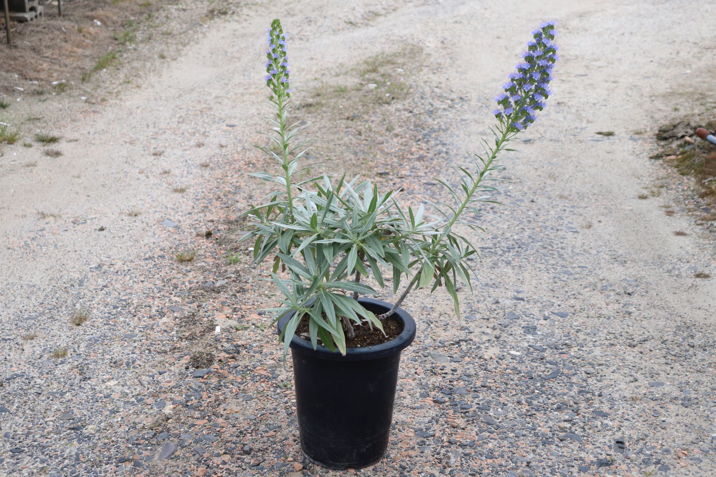 echium006