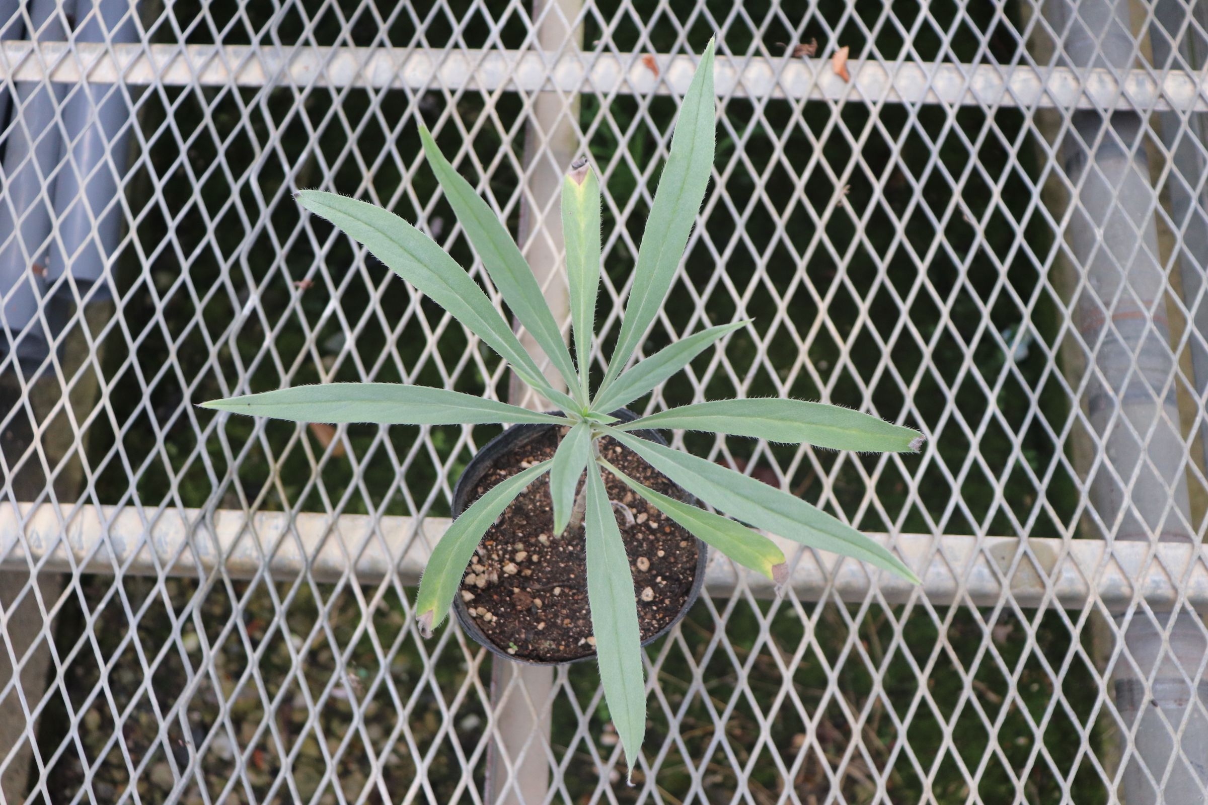 echium006