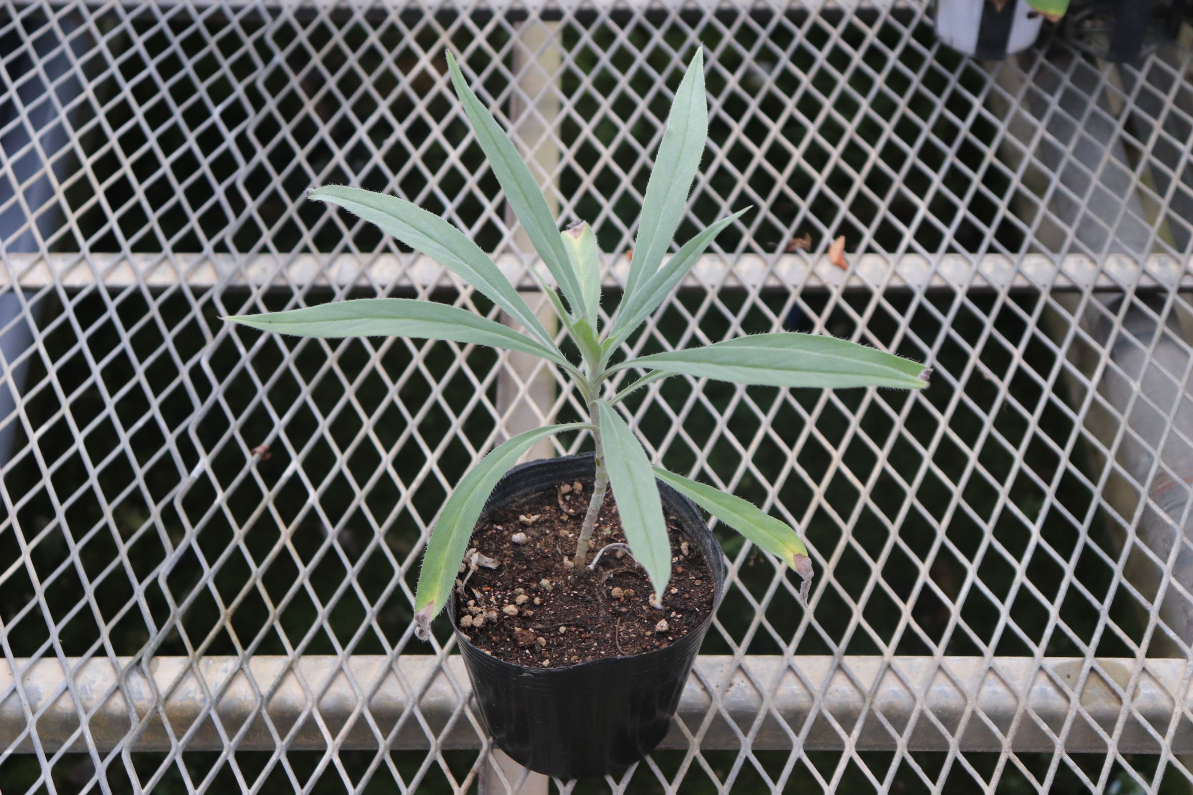 echium006