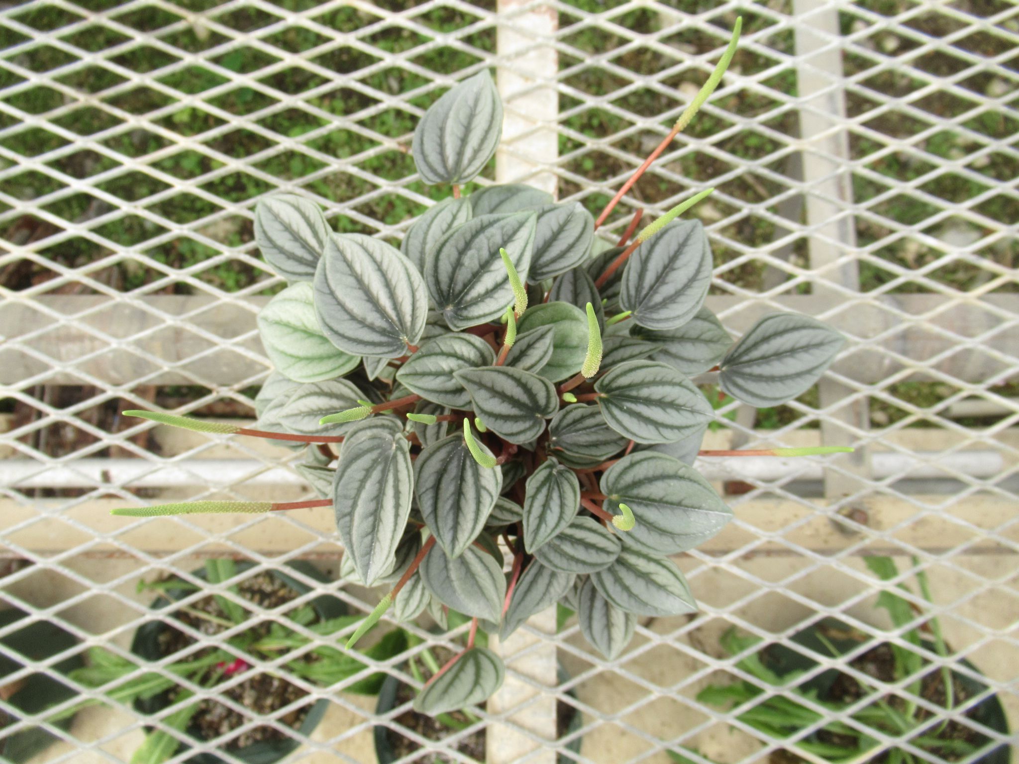 peperomia016