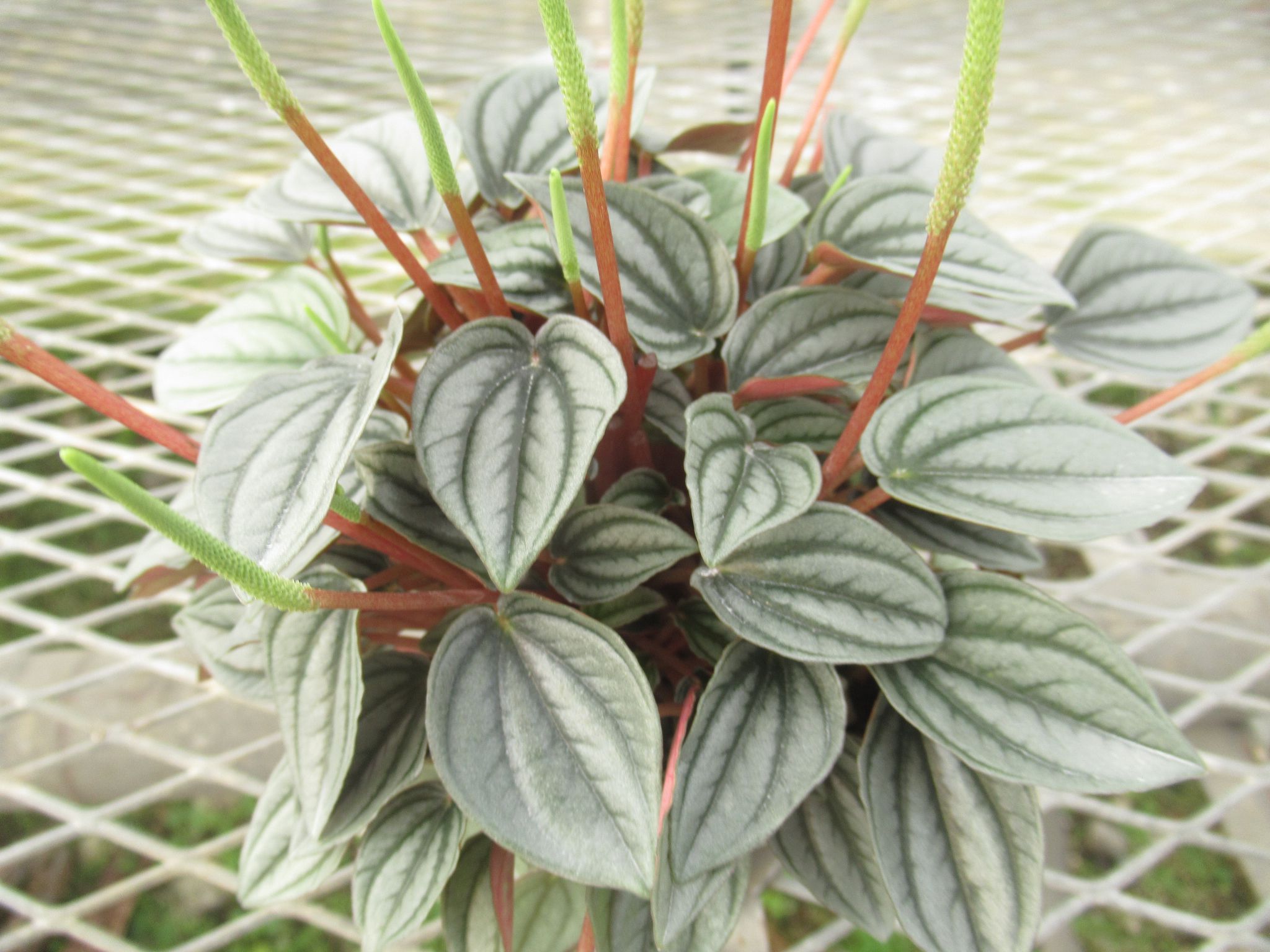 peperomia016