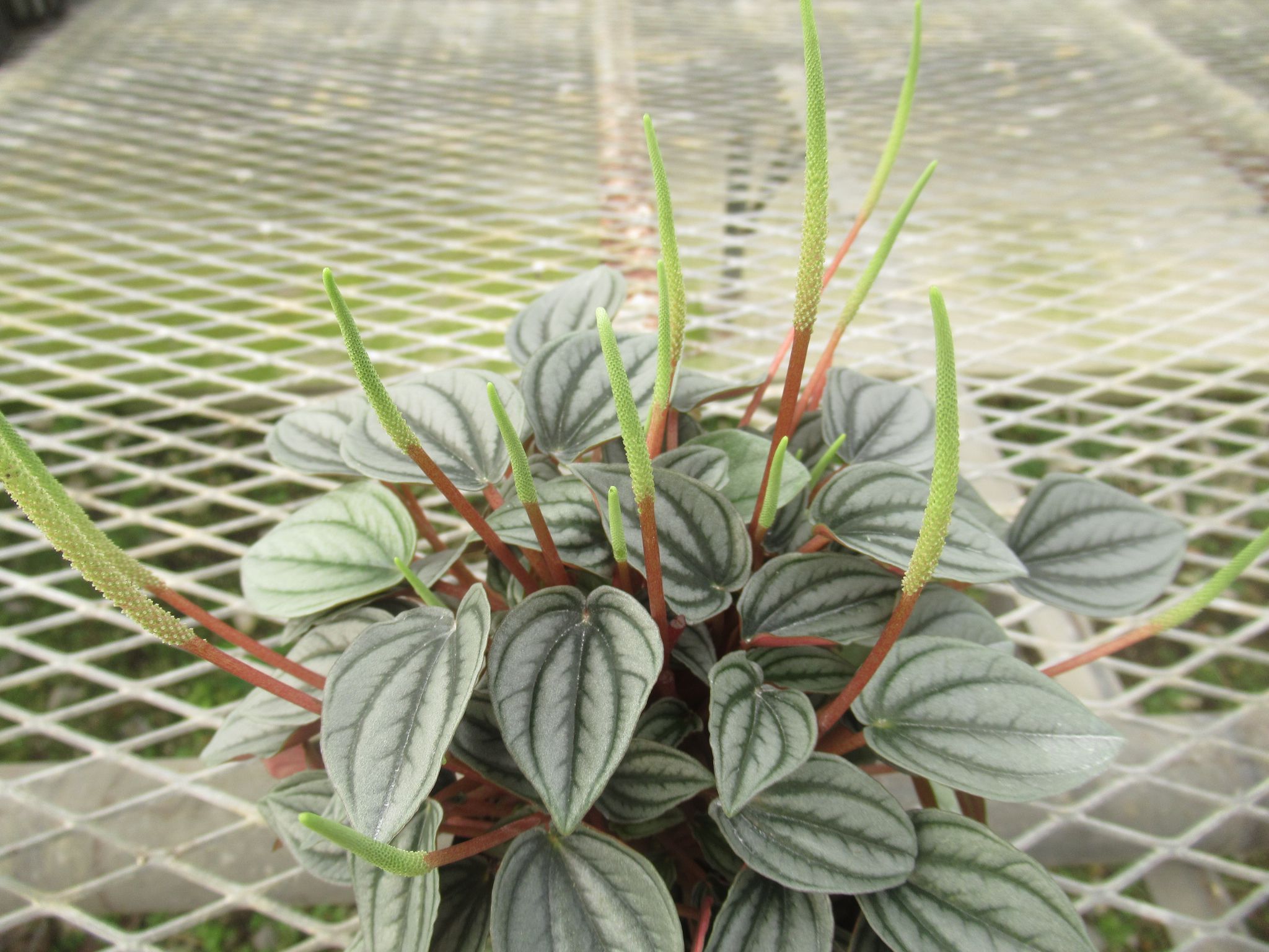 peperomia016