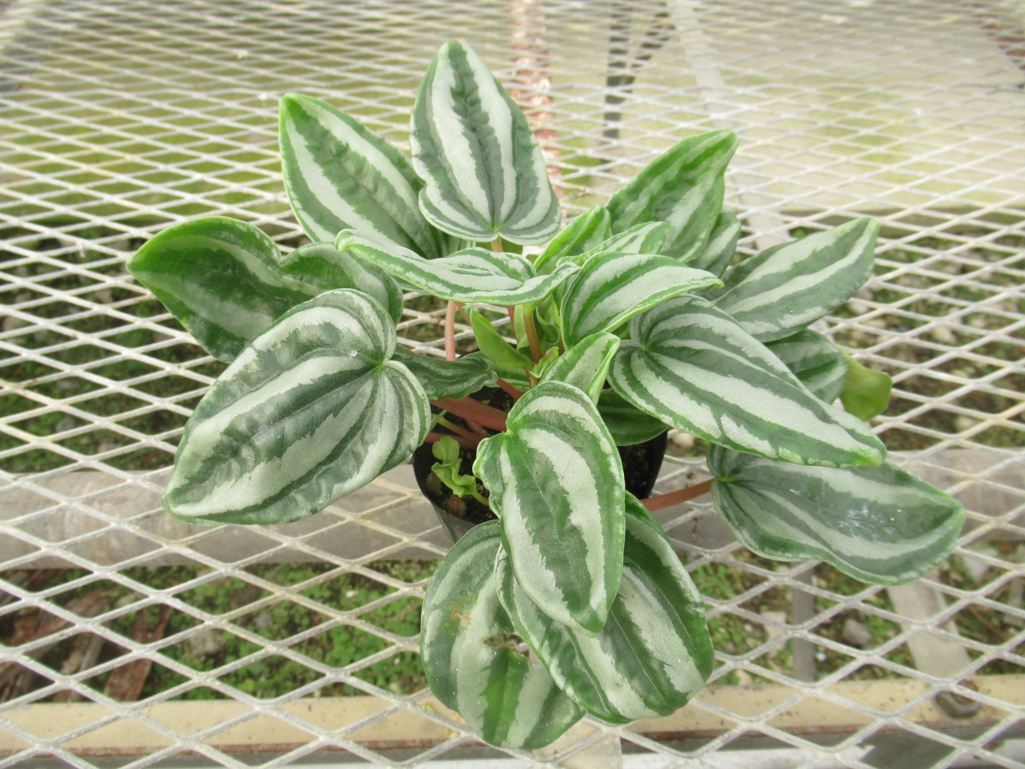 peperomia015