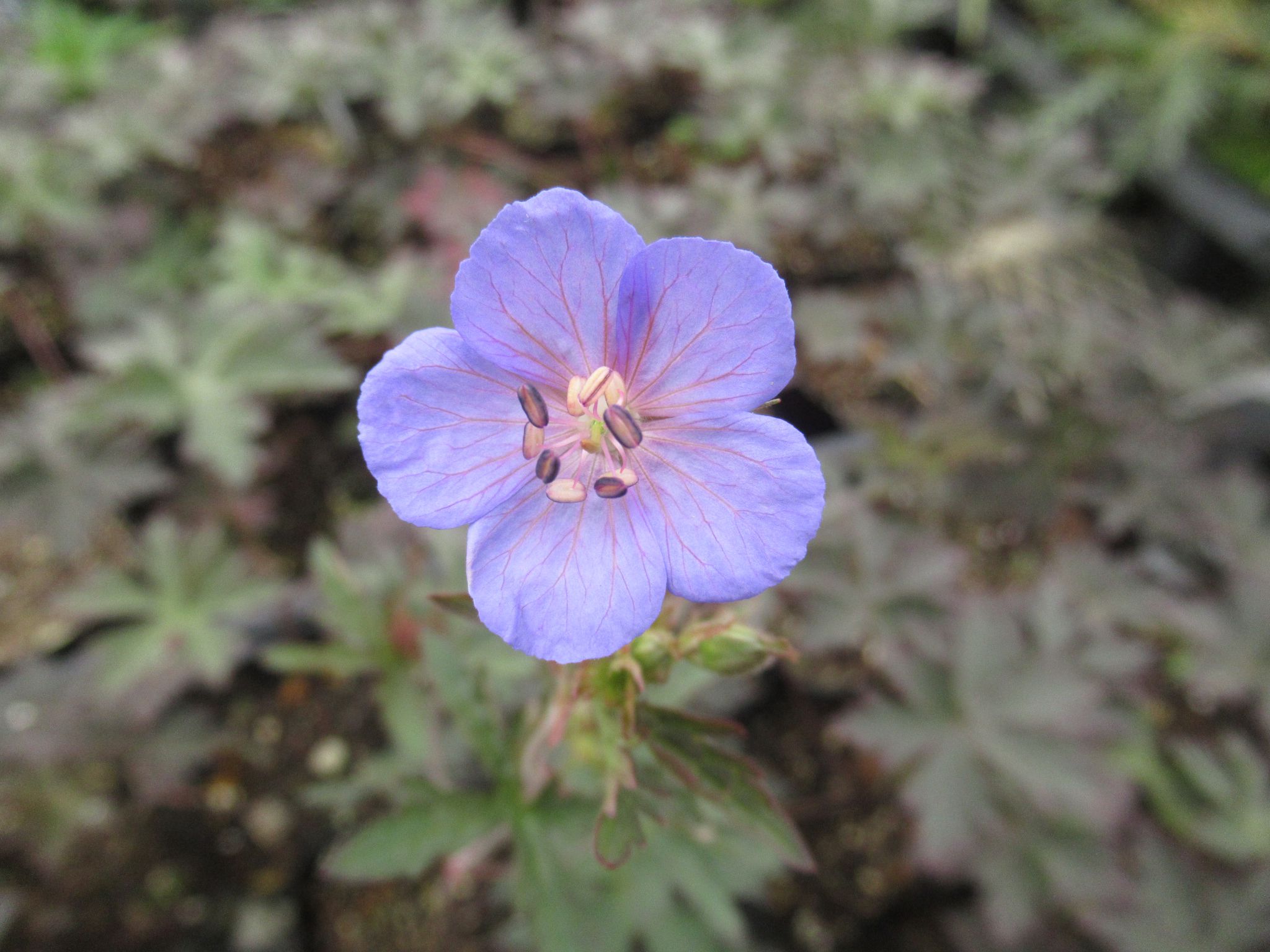 geranium011