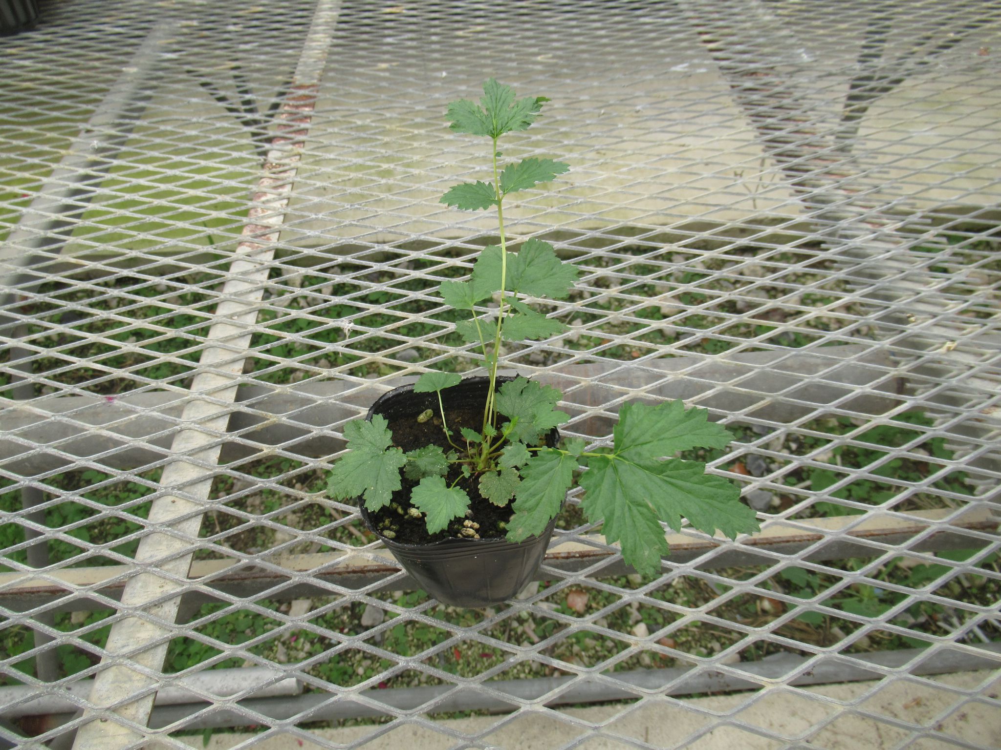 Filipendula002