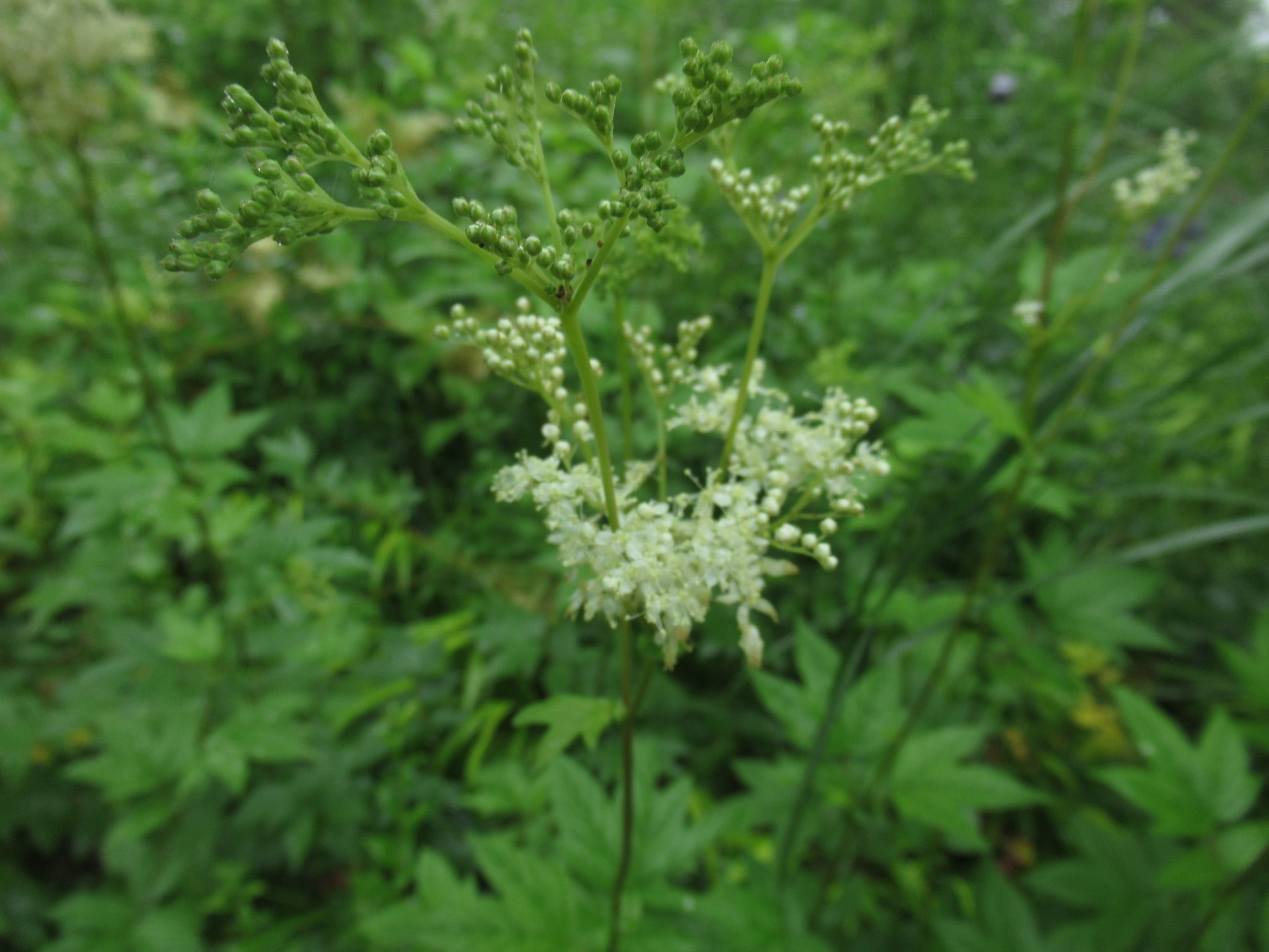 Filipendula002