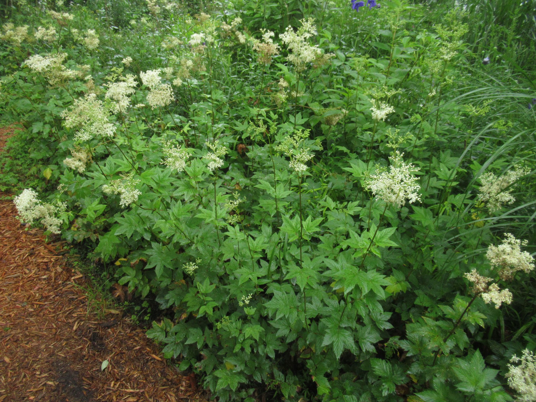Filipendula002