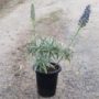 echium006
