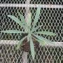 echium006