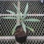 echium006