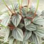 peperomia016