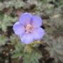 geranium011
