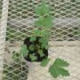 Filipendula002
