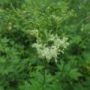 Filipendula002