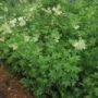 Filipendula002